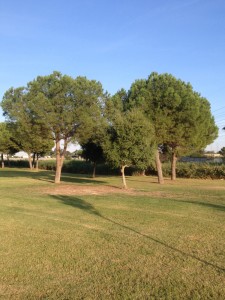 Foto 13. Pradera y arboleda. Fuente: Elaboración propia.