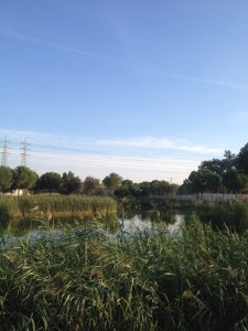 Foto 18. Pradera y arboleda. Fuente: Elaboración propia.