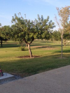 Foto 15. Pradera y arboleda. Fuente: Elaboración propia.