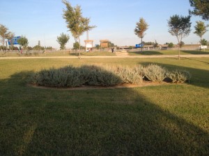 Foto 13. Pradera y arboleda. Fuente: Elaboración propia.